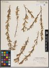 Foto von Salix exigua subsp. interior (Rowlee) Cronquist